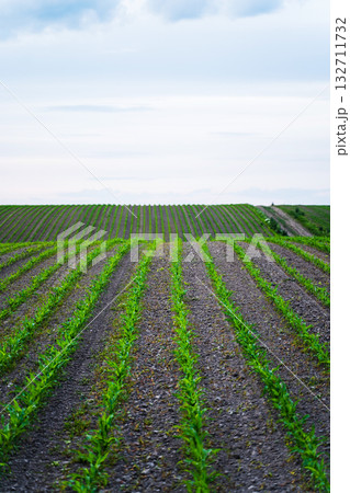 Corn field with green seedlings sprouting from soil rows under cloudy sky Corn field with green seedlings sprouting from soil rows under cloudy sky 132711732