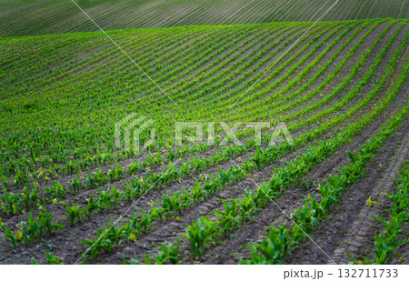 Corn field with green seedlings sprouting from soil rows under cloudy sky Corn field with green seedlings sprouting from soil rows under cloudy sky 132711733