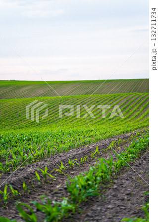 Corn field with green seedlings sprouting from soil rows under cloudy sky Corn field with green seedlings sprouting from soil rows under cloudy sky 132711734
