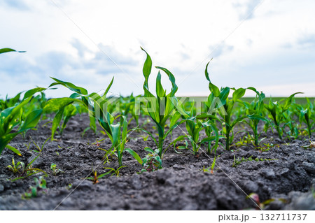 Corn field with green seedlings sprouting from soil rows close up. Corn field with green seedlings sprouting from soil rows close up. 132711737