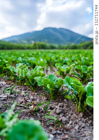 Close view of sugar beet seedlings on dark fertile soil with mountain on a background at golden hour Close view of sugar beet seedlings on dark fertile soil with mountain on a background at golden hour 132711744