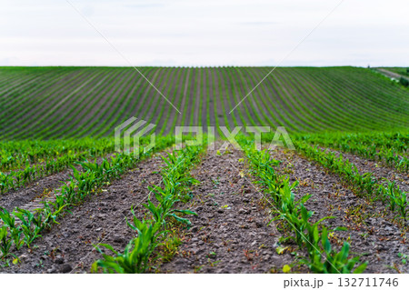 Corn field with green seedlings sprouting from soil rows under cloudy sky in Corn field with green seedlings sprouting from soil rows under cloudy sky in 132711746
