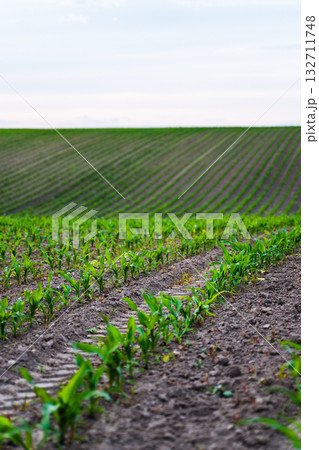 Corn field with green seedlings sprouting from soil rows under cloudy sky in Corn field with green seedlings sprouting from soil rows under cloudy sky in 132711748