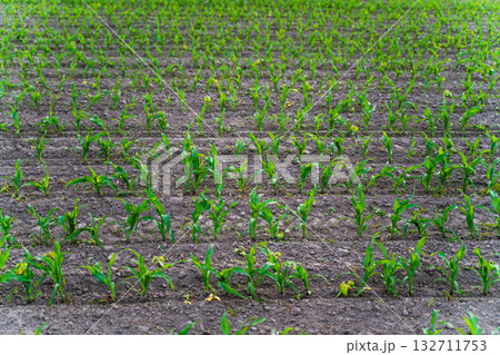 Agricultural field with young corn seedlings sprouting from fertile soil rows in spring Agricultural field with young corn seedlings sprouting from fertile soil rows in spring 132711753