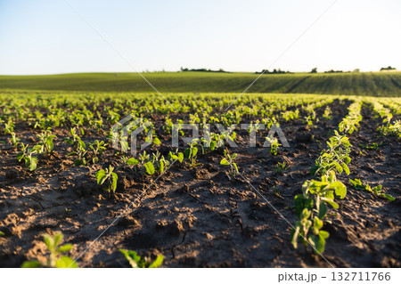 Fresh soybean sprouts growing in fertile soil on agricultural field in sunlight 132711766