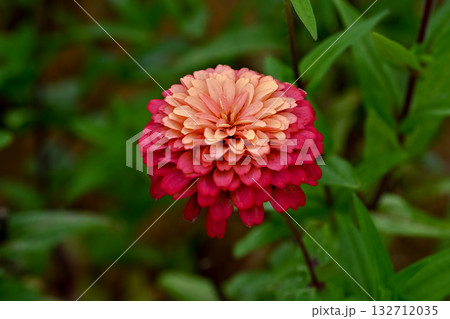 ジニア ジニア 132712035