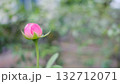 Pink flower bud with space for text. 132712071