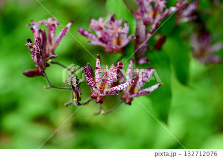 ホトトギスの花 132712076