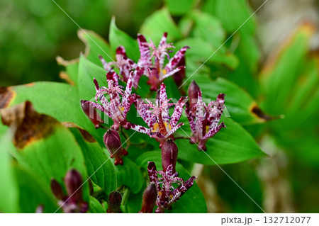 ホトトギスの花 132712077