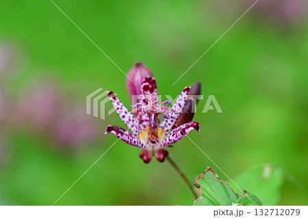 ホトトギスの花 132712079