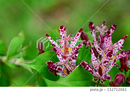 ホトトギスの花 ホトトギスの花 132712081
