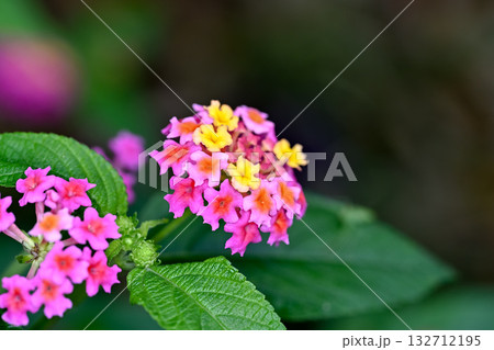 ランタナ 132712195