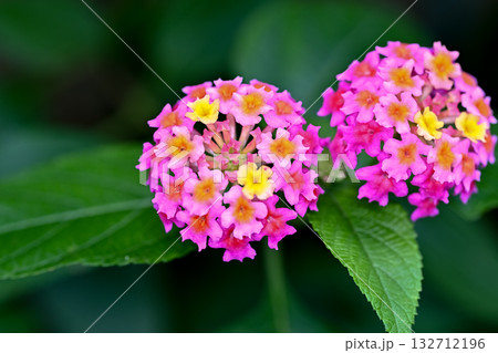 ランタナ 132712196