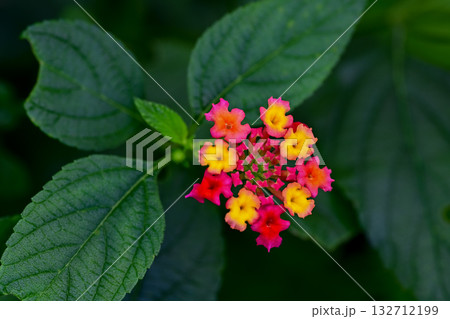 ランタナ 132712199