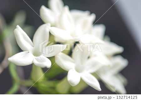 Close up for blooming stephanotis or madagascar jasmine with white flowers Close up for blooming stephanotis or madagascar jasmine with white flowers 132714125