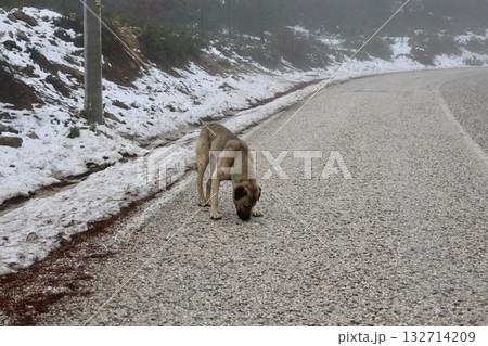 Dog eating snow abandoned emaciated dog in winter. High quality photo Dog eating snow abandoned emaciated dog in winter. High quality photo 132714209