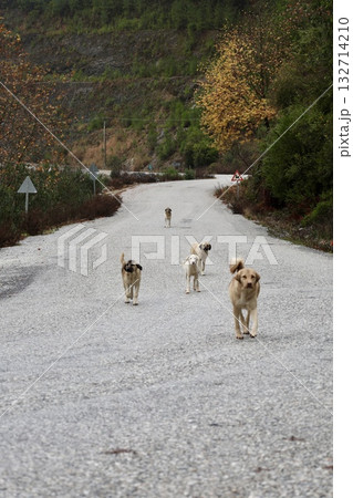Dog mountain stream. High quality photo 132714210