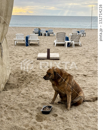 Dog beach chairs fat stray dog 132714216