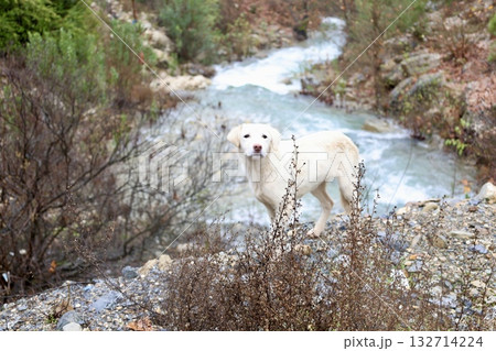 Dog mountain stream. High quality photo 132714224