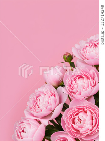 Pink Peonies on Pink Background Pink Peonies on Pink Background 132714249