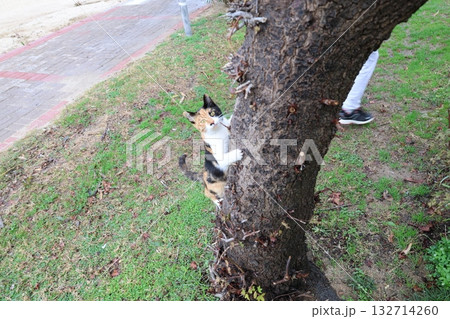 Cat wooden structure. High quality photo Cat wooden structure. High quality photo 132714260