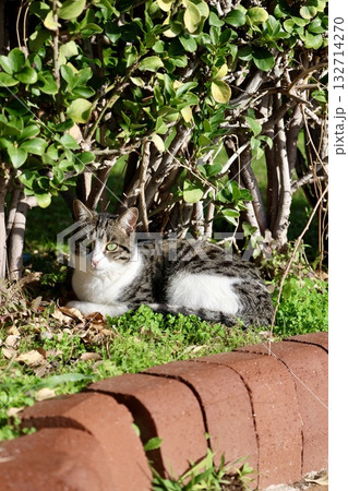 Cat wooden structure. High quality photo Cat wooden structure. High quality photo 132714270