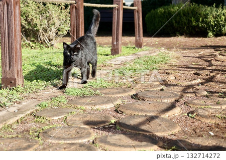 Cat wooden structure. High quality photo 132714272
