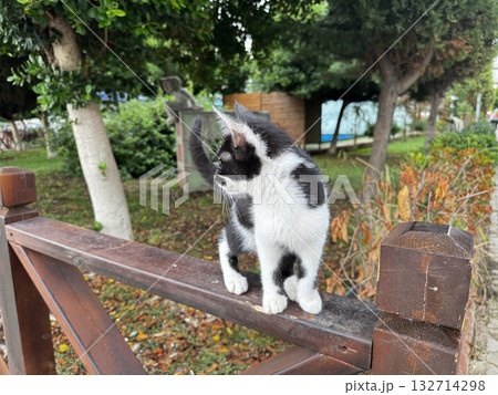 charismatic face cat. High quality photo charismatic face cat. High quality photo 132714298