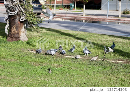 unusual bird tree. High quality photo 132714308
