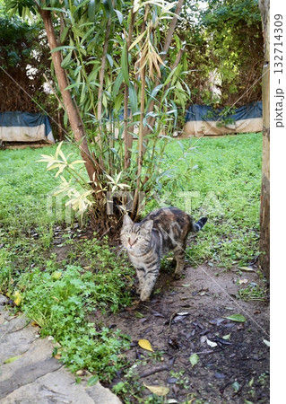 Cat wooden structure. High quality photo Cat wooden structure. High quality photo 132714309