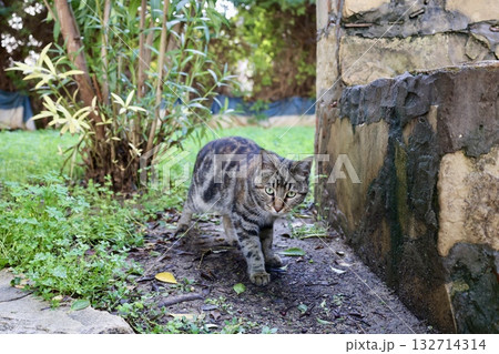 Cat wooden structure. High quality photo 132714314