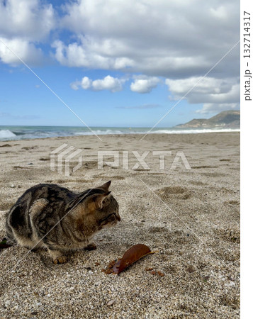 Cat rocky beach seashore 132714317