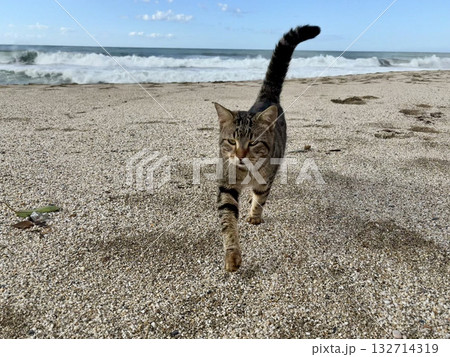 Cat rocky beach seashore Cat rocky beach seashore 132714319
