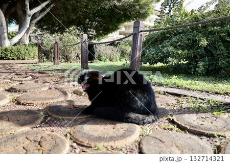 Cat wooden structure. High quality photo 132714321