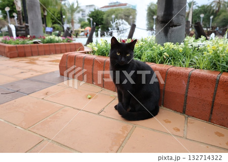 Cat stone bushes. High quality photo Cat stone bushes. High quality photo 132714322