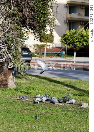 unusual bird tree. High quality photo 132714345