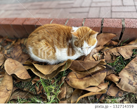 Cat wooden structure. High quality photo Cat wooden structure. High quality photo 132714359