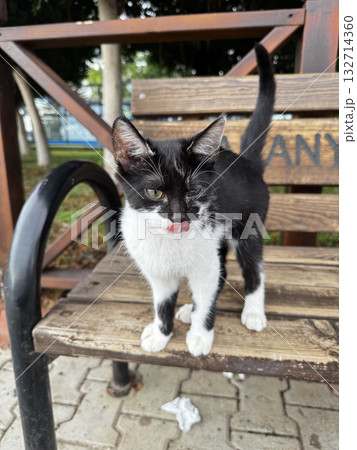 charismatic face cat. High quality photo charismatic face cat. High quality photo 132714360