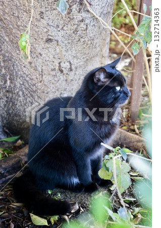Cat stone bushes. High quality photo Cat stone bushes. High quality photo 132714363