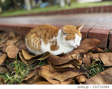 Cat wooden structure. High quality photo 132714364