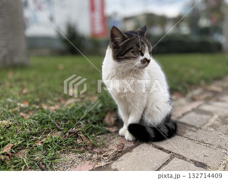 Cat rocky beach seashore 132714409
