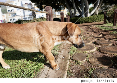 Dog beach walk unusual dog on a walk. High quality photo Dog beach walk unusual dog on a walk. High quality photo 132714413
