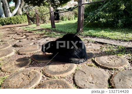 Cat wooden structure. High quality photo 132714420