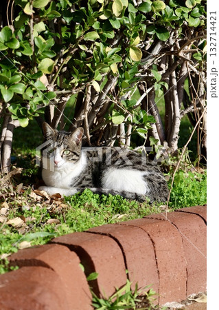 Cat wooden structure. High quality photo Cat wooden structure. High quality photo 132714421