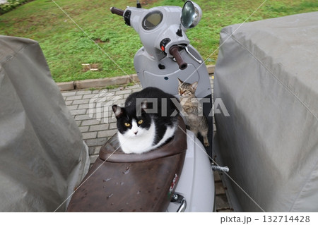 Cat wooden structure. High quality photo Cat wooden structure. High quality photo 132714428