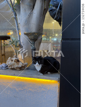 charismatic face cat. High quality photo charismatic face cat. High quality photo 132714436