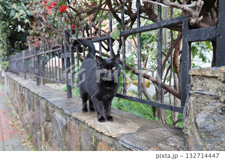 Cat stone bushes. High quality photo 132714447