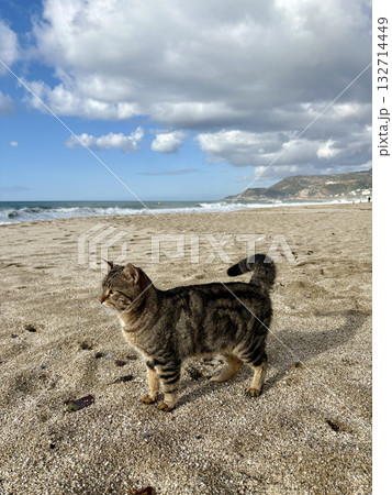 Cat rocky beach seashore 132714449