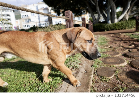 Dog beach walk unusual dog on a walk. High quality photo 132714456
