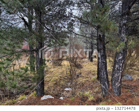 park autumn colors trees dry grass background. High quality photo 132714478
